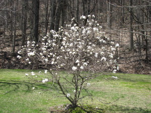 Our magnolia stellata
